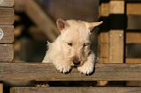 SCOTTISH TERRIER 169